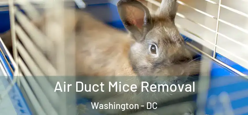 Air Duct Mice Removal Washington - DC